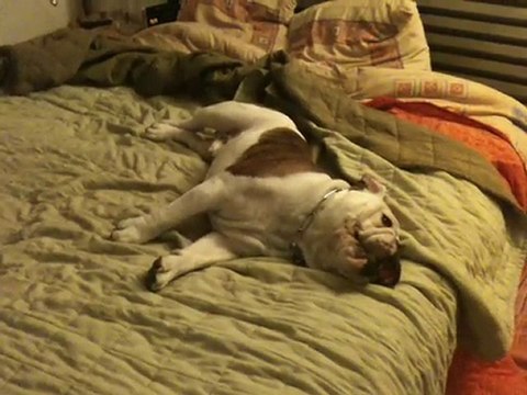 Marley Bulldog Anglais