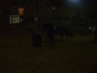 cheval espagnole au galop