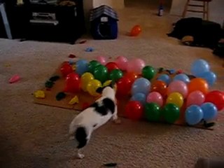 DOG vs. BALLOONS-பிறத்தியாள்VDO
