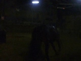 cheval galop