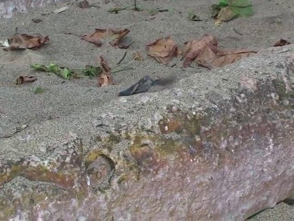 Emergence de tortues Mayotte N'Gouja