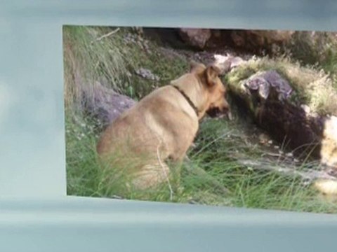 Elegant Portrait Pet Cremation Urn