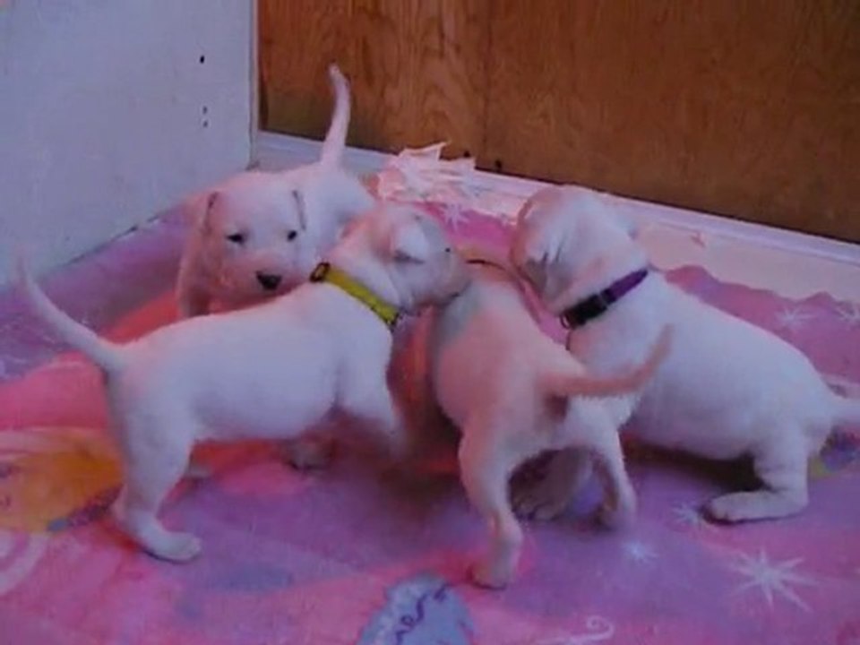 Chiots/Puppy dogue argentin dogo argentino Igashu