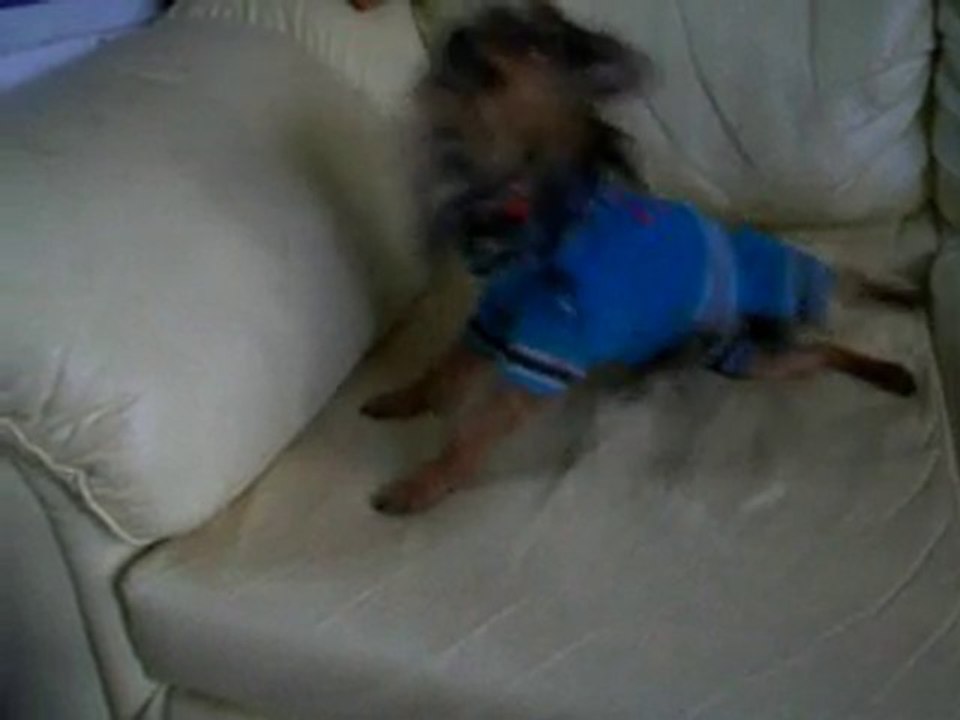 PERRO YORKI  RAMPEANDO