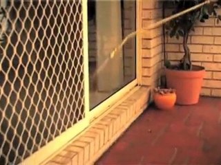 Pest Control Woodcroft Pacman Pest Control NSW