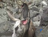 Pingouin sur lion de mer - Penguin Wakes Up a Seal