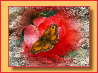 LES PAPILLONS