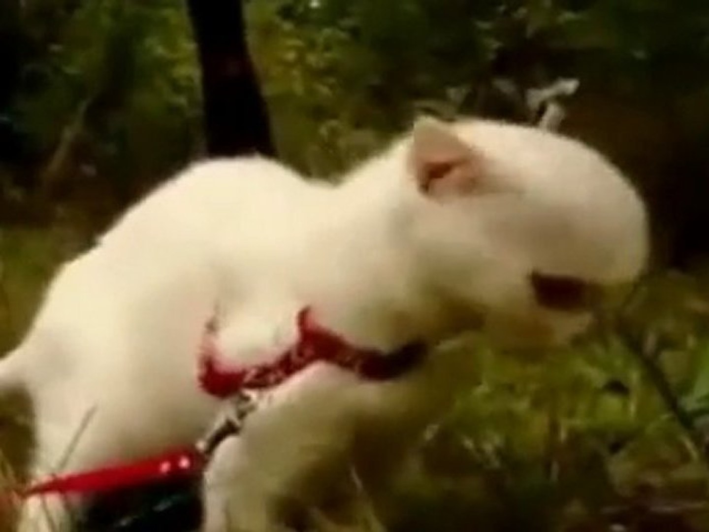 Scary Cat Le Chat Qui Fait Peur Lol Cat Video Dailymotion
