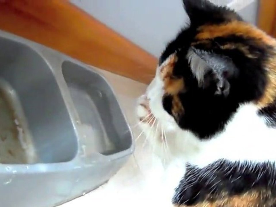 Le chat qui boit comme un humain [Lol Cat]
