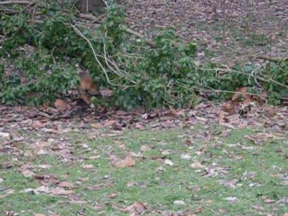 Tu n'aura pas la balle