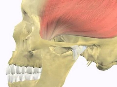 Facts About Tooth Grinding : What is myofascial pain disorder ?