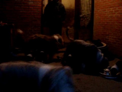 Repas des chiots (7 semaines)