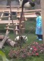 Baby Panda Can't Find Way Down From Tree