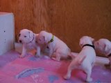 Chiots/Puppies Dogo Argentino Dogue argentin Igashu