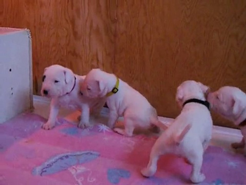 Chiots/Puppies Dogo Argentino Dogue argentin Igashu