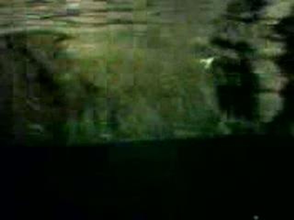 le phoque