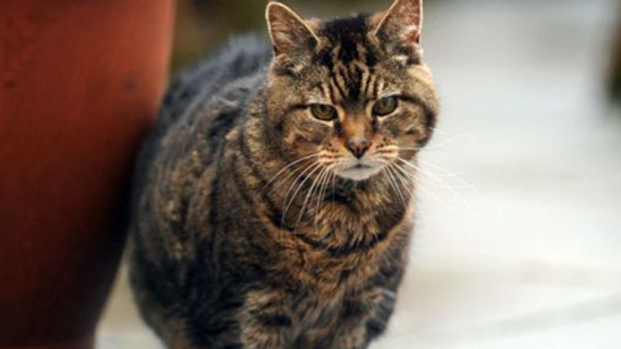 La plus vieille chatte du monde !
