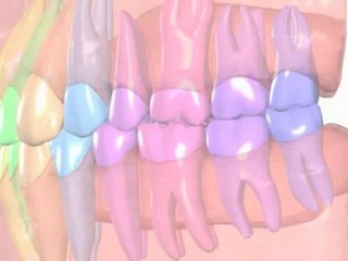 Dentistry Basics : What stages of development do teeth go through?