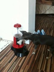 Jackpot Jackahuahua - Chihuahua & Gumball Machine