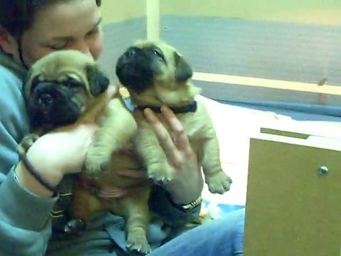 les 3 bébés de L'EXIGENCE a 22 jours