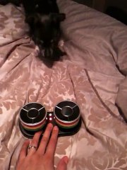 Chihuahua Puppy Playing the Drums