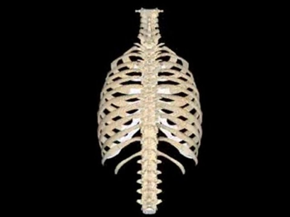 Spinal Subluxation And Alignment : Why do some chiropractors believe spinal misalignment causes disease?