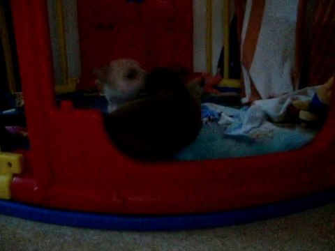 chihuahuas / 5 semaines et 3 jours // MOV01230