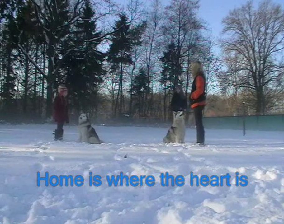 our amazing husky's !