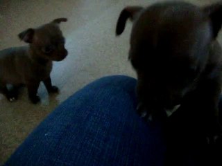 chihuahuas 5 semaines //  MOV01231