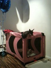 Jailbreak, Chihuahua Puppy Escapes Her Playpen!