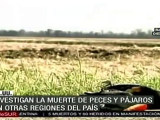 Aves murieron en Arkansas por fuegos artificiales (autoridades)