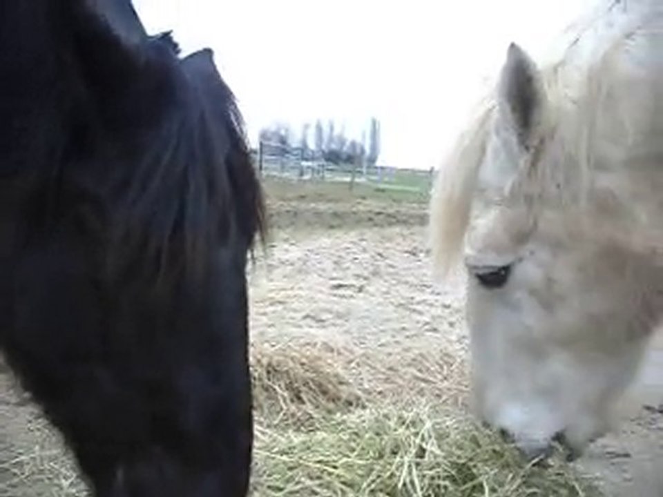 POULAIN MERENS 22 MOIS, poney Camargue 1)