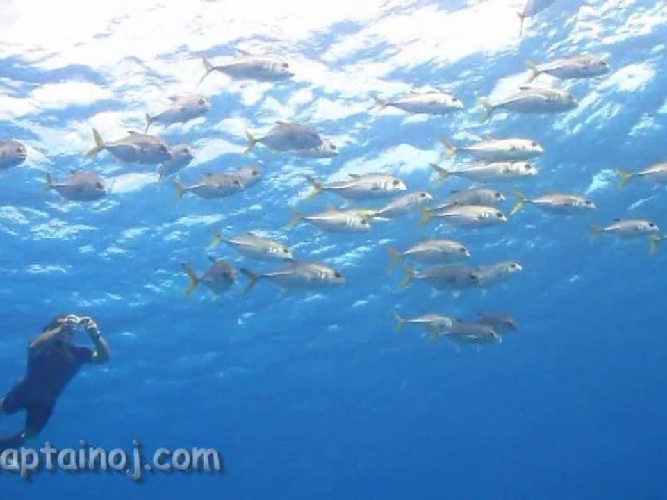 Free diving in Cozumel dec 2010