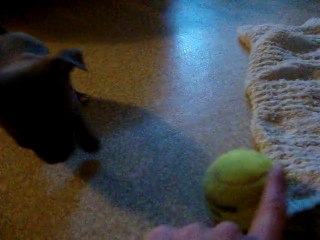 chihuahuas 5 semaines // MOV01254