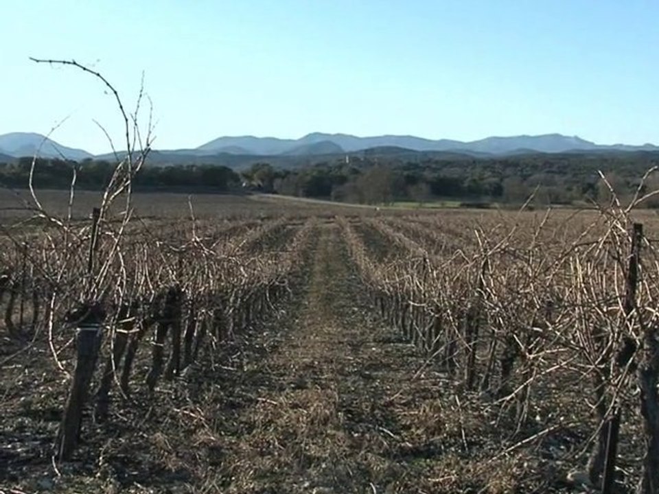 Cévennes, un vignoble d'avenir