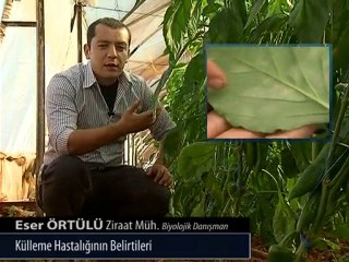 külleme hastalığının belirtileri