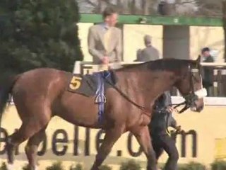 Spotting A Winning Horse : How can I spot a good horse as it walks around the paddock?
