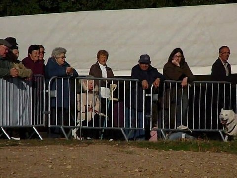 course attelage chiens de traineau hors neige husky sibérien