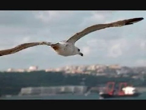 Süper Harika bir şarkı / '' Masum Biriyim '' - Yeni