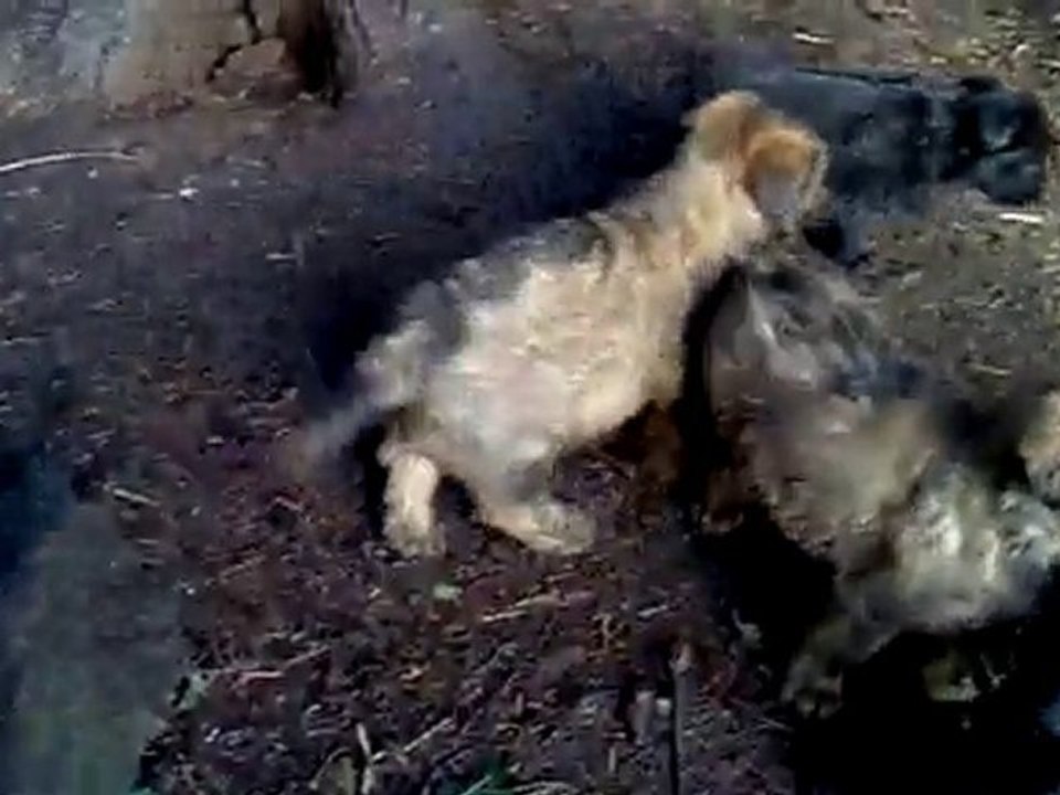 suite chiots briards