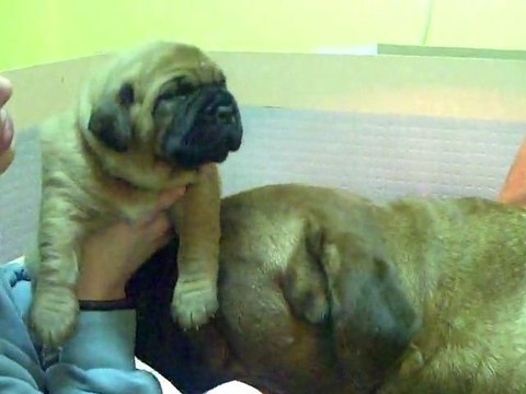 Bébé de L'Exigence ( JTM ) a 22 jours