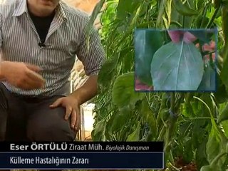 Külleme Hastalığının zararı