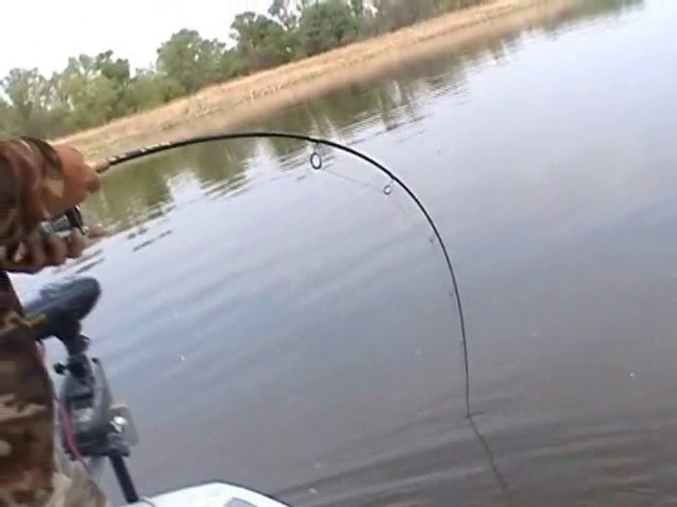 WELS CATFISH TO SPINNING IN RIVER EBRO