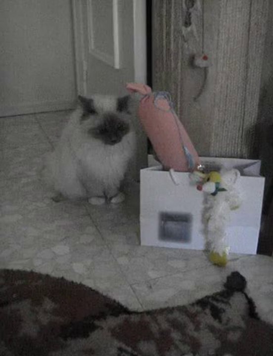 MOV06508 LE 25.12.2010 YOTA DECOUVRE LE PERE NOEL ET SES JOU