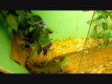 Mes reptiles (Elaphe guttata, Python royal & dragon d'eau)