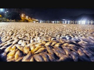 Oiseaux et poissons morts : hécatombe mondiale!