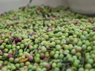 California Olive Harvest, Arbequina Trees, Alexander Valley