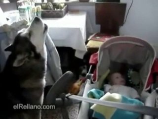 un chien chante pour calmé un bébé