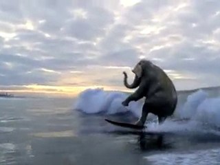 Surfing Elephant