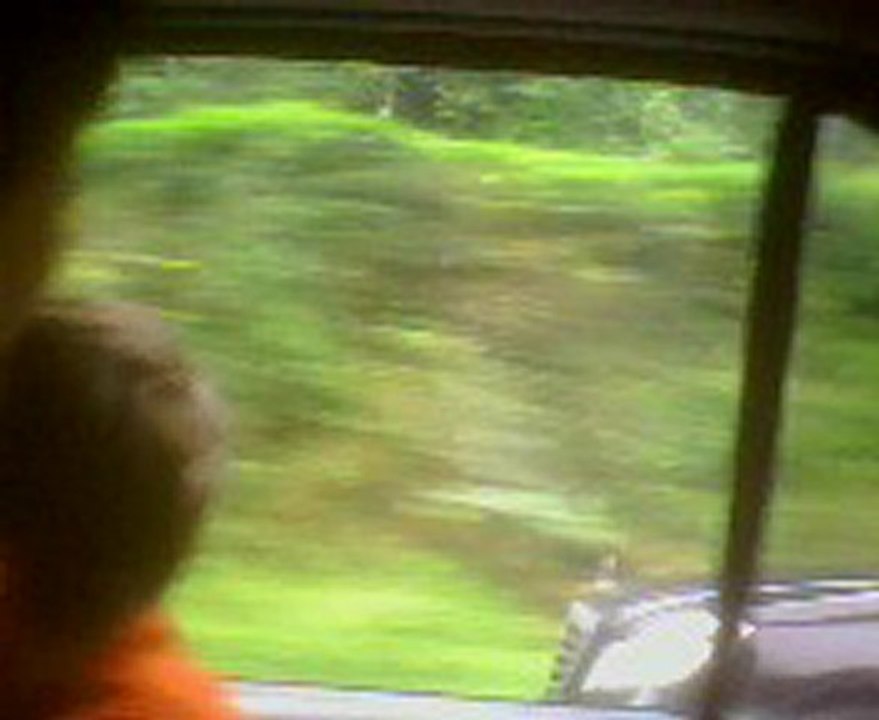 pazar çamlihemşin topluca koyune test suruşu